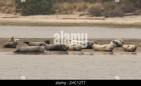 Le foche del porto si rilassano a Coos Bay, Oregon Foto Stock