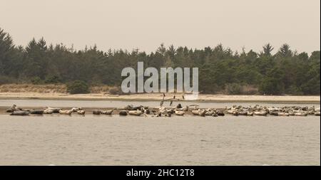 Un gregge di foche del Porto a Coos Bay, Oregon Foto Stock