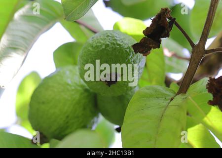 Primo piano della grande varietà ibrida biologica fresca Thai frutta matura guava piantata su un ramo di albero nel giardino Foto Stock