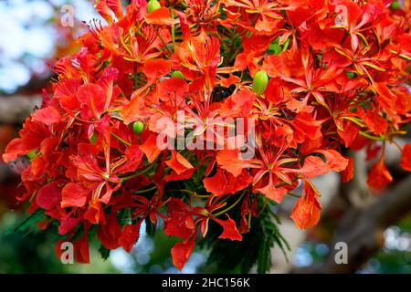 Primo piano dei fiori di poinciana questo albero è talvolta chiamato albero di fiamma. Foto Stock