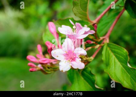 Molti fiori rosa chiaro di Weigela florida pianta con fiori in piena fioritura in un giardino in una soleggiata primavera giorno, bella esterna sfondo floreale pho Foto Stock