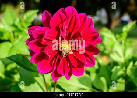 Un bellissimo grande fiore rosso vivo di dahlia in piena fioritura su sfondo verde sfocato, fotografato con fuoco morbido in un giardino in una giornata estiva soleggiata Foto Stock