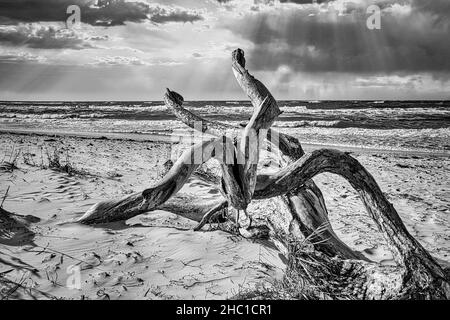 Driftwood, radice di albero che giace sulla costa del Mar Baltico sulla spiaggia di fronte al mare in bianco e nero. Nelle onde di sfondo e nell'orizzonte Foto Stock