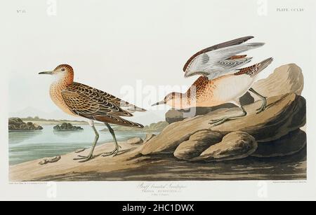 Buff Sandpiper Breasted from Birds of America (1827) di John James Audubon (1785 - 1851), inciso da Robert Havell (1793 - 1878). Foto Stock