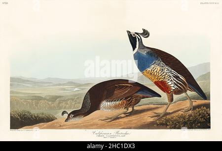 California Partridge from Birds of America (1827) di John James Audubon (1785 - 1851), incisa da Robert Havell (1793 - 1878). Foto Stock