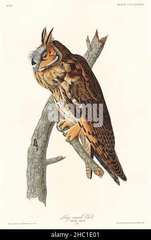 Gufo dalle orecchie lunghe degli Uccelli d'America (1827) di John James Audubon (1785 - 1851), inciso da Robert Havell (1793 - 1878). Foto Stock