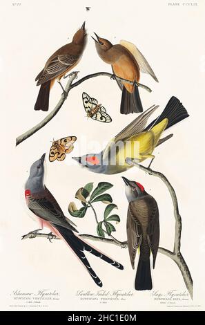 Arkansaw Flycatcher, Swallow-tailed Flycatcher e dice Flycatcher da Birds of America (1827) di John James Audubon (1785 - 1851). Foto Stock