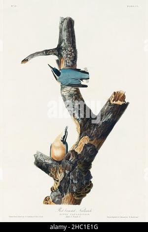 Nuthatch di razza rossa degli uccelli d'America (1827) di John James Audubon (1785 - 1851), inciso da Robert Havell (1793 - 1878). Foto Stock