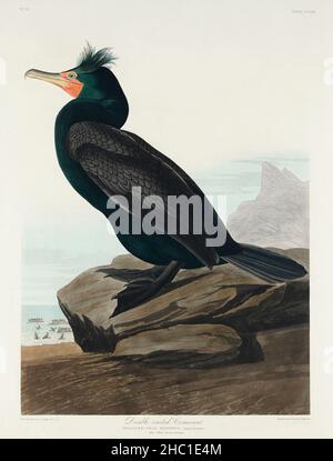 Cormorano doppio-crestato da Birds of America (1827) di John James Audubon (1785 - 1851), inciso da Robert Havell (1793 - 1878). Foto Stock