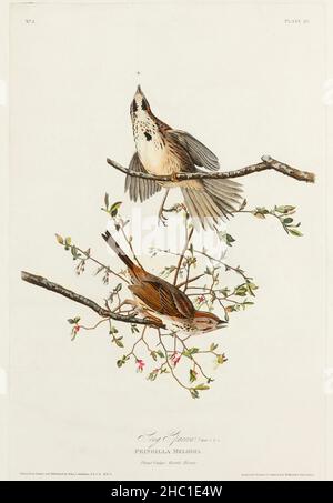 Canzone Sparrow from Birds of America (1827) di John James Audubon (1785 - 1851), inciso da Robert Havell (1793 - 1878). Foto Stock