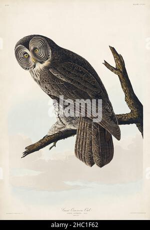 Grande gufo Cinereo da Uccelli d'America (1827) di John James Audubon (1785 - 1851), inciso da Robert Havell (1793 - 1878). Foto Stock