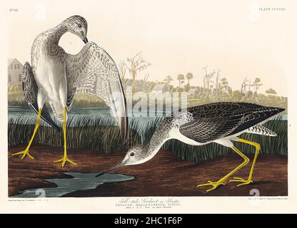 Racconto Godwit o Snipe da Birds of America (1827) di John James Audubon (1785 - 1851), inciso da Robert Havell (1793 - 1878). Foto Stock