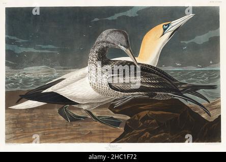 Gannet from Birds of America (1827) di John James Audubon (1785 - 1851), incisa da Robert Havell (1793 - 1878). Foto Stock