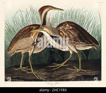 American Bittern from Birds of America (1827) di John James Audubon (1785 - 1851), incisa da Robert Havell (1793 - 1878). Foto Stock