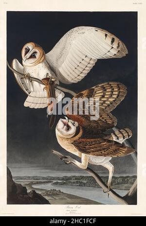 Barn Owl from Birds of America (1827) di John James Audubon (1785 - 1851 ), inciso da Robert Havell (1793 - 1878). Foto Stock