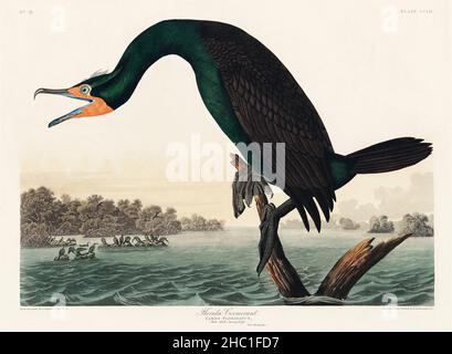 Florida Cormorant from Birds of America (1827) di John James Audubon (1785 - 1851), inciso da Robert Havell (1793 - 1878). Foto Stock