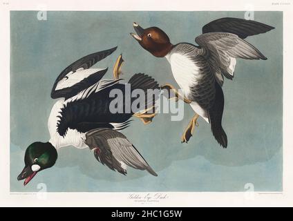 Anatra dall'occhio d'oro di Birds of America (1827) di John James Audubon (1785 - 1851 ), incisa da Robert Havell (1793 - 1878). Foto Stock