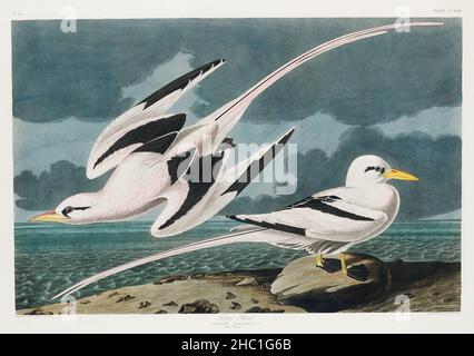 Tropic Bird from Birds of America (1827) di John James Audubon (1785 - 1851), inciso da Robert Havell (1793 - 1878). Foto Stock