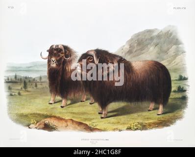 Muschio Ox (Ovibos moschatus) dai quadrupedi vivipari del Nord America (1845) illustrato da John Woodhouse Audubon (1812-1862). Foto Stock