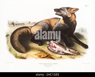 American Cross-Fox (Canis vulpes) dai quadrupeds viviparous del Nord America (1845) illustrato da John Woodhouse Audubon (1812-1862). Foto Stock