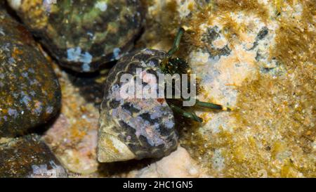 Piede giallo granchio di eremita Bargara rocce Bundaberg QLD Foto Stock