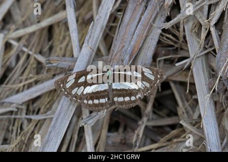 Limenite arthemis, il rosso-macchiato viola o bianco ammiraglio, Satara Maharashtra, India Foto Stock