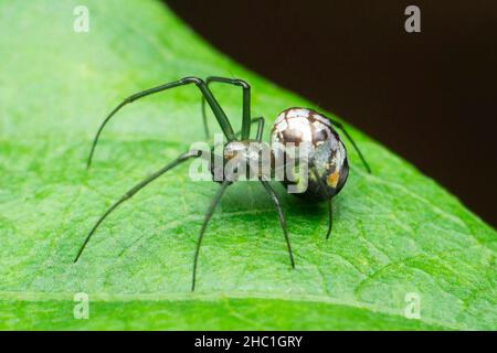 Lecauge specie ragno genere di tessitori di orb a jawed lungo, Satara, Maharashtra, India Foto Stock