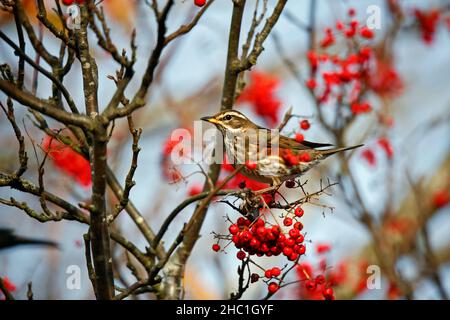 Degustazione di Redwings sulle bacche invernali Foto Stock