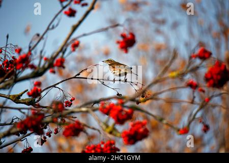 Degustazione di Redwings sulle bacche invernali Foto Stock