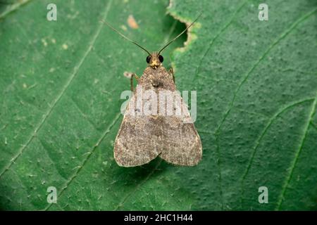 La falce di seta, Adelowalkeria tristigma, Moth nella famiglia Saturniidae descritta per la prima volta da Travassos nel 1941, Satara, Maharashtra, India Foto Stock