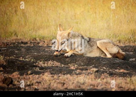 Lupo indiano, Canis Lupus pallipes, Satara, Maharashtra, India Foto Stock