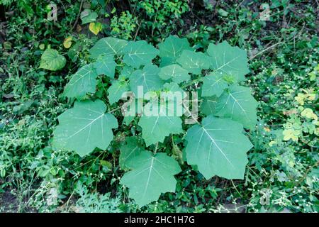 Pianta di mela soda tropicale ayurvedica, Solanum viarum, Satara, Maharshtra, India Foto Stock