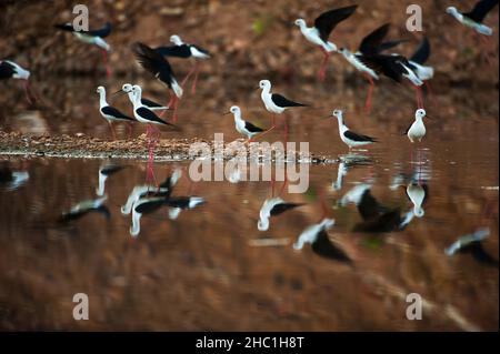 Un gregge di palafitte alate nere sbarcò in un lago durante la grande migrazione in Asia. Uccelli migratori selvatici. Migrazione degli uccelli. Movimento di sfocatura. Foto Stock