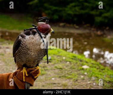 Primo piano ritratto di un falco peregrino con cappuccio in pelle Foto Stock