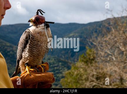 Primo piano ritratto di un falco peregrino con cappuccio in pelle Foto Stock