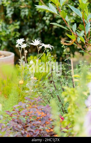 Actinotus helianthi o Flannel Flower è originario della macchia intorno a Sydney, Australia e notoriamente difficile da coltivare in giardini domestici Foto Stock