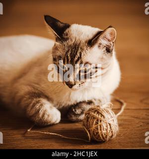 Un grazioso gatto domestico tabby thailandese, illuminato dalla luce del sole, si trova sul pavimento di legno della casa accanto al suo giocattolo preferito - una palla di lana. Foto Stock