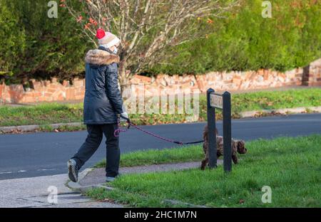 Cane da passeggio signora anziana in inverno, con cappello e cappotto e maschera facciale o copertura per la protezione da coronavirus COVID-19. Indossare maschera esterna, Regno Unito Foto Stock