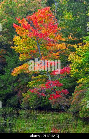 Il lago Promised Land in autunno al parco statale Promised Land nelle Pocono Mountains della Pennsylvania Foto Stock