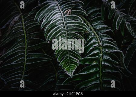 Immagine ravvicinata delle foglie di bracken rivestite con un sottile strato di gelo in una fredda mattinata invernale Foto Stock