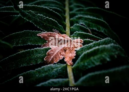 Immagine ravvicinata di una foglia di colore arancione che si stenderà su una foglia di bracken, entrambe ricoperte da un sottile strato di gelo Foto Stock