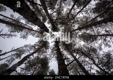 Cime degli alberi Foto Stock
