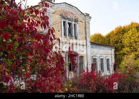 Vista dell'edificio annesso con il mezzanino della tenuta Panskoye, circondato da spessi rossi di uva. Colori autunnali. Regione di Kaluga, Russia Foto Stock