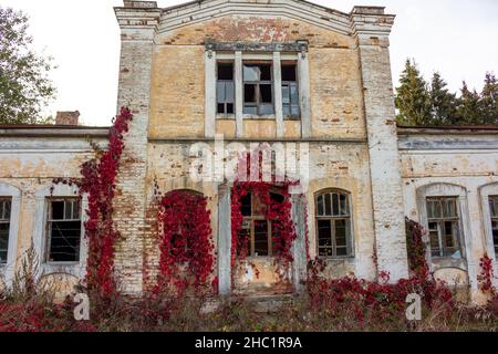 La facciata del vecchio annesso con il mezzanino della tenuta Panskoye, circondato da spessi rossi di Virginia superriduttore (Victoria superriduttore, cinque-le Foto Stock