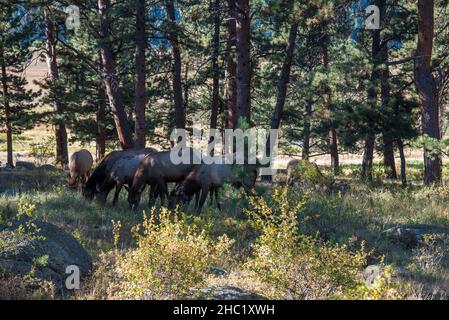 Un harem di cervo fa nella Foresta delle Montagne Rocciose, Stati Uniti Foto Stock