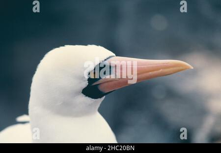 Ritratto di un booby di Nazca (Sula grandi) sulle isole Galapagos Foto Stock