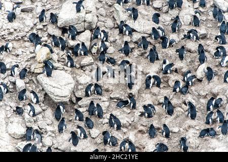 Una grande colonia di pinguini Rockhopper (Eudyptes (Crisogene) Crisogene) in una tipica posizione rocciosa sulla Nuova isola, le Isole Falkland Foto Stock