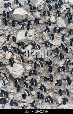 Una grande colonia di pinguini Rockhopper (Eudyptes (Crisogene) Crisogene) in una tipica posizione rocciosa sulla Nuova isola, le Isole Falkland Foto Stock