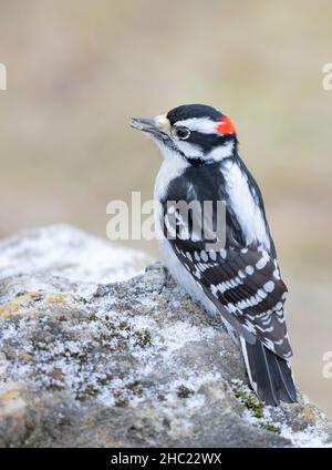 Maschio Hairy Woodpecker maschio arroccato su una roccia in inverno a Ottawa, Canada Foto Stock