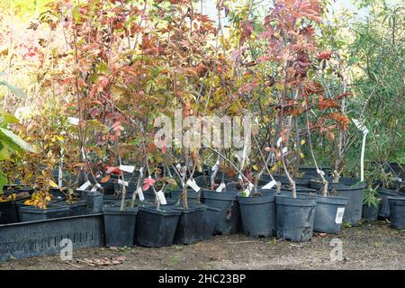 Negozio in giardino. Piantine di alberi diversi in pentole in negozio giardino. Vivaio di piante e alberi per il giardinaggio. Foto Stock